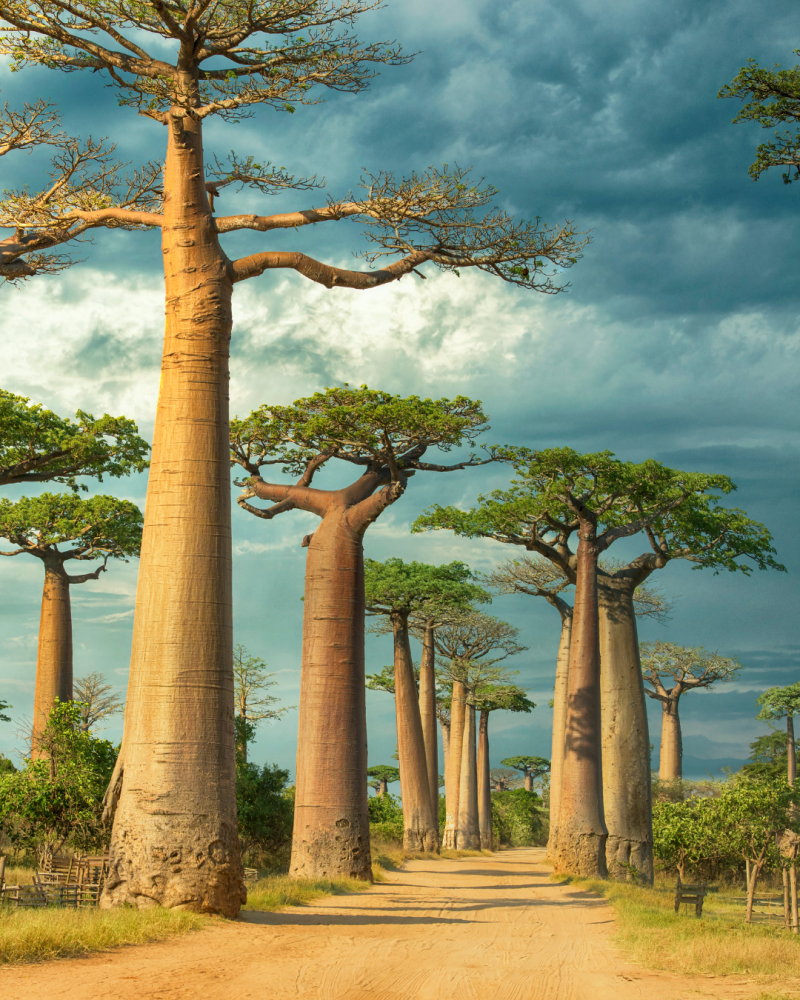 Avenida de los Baobabs