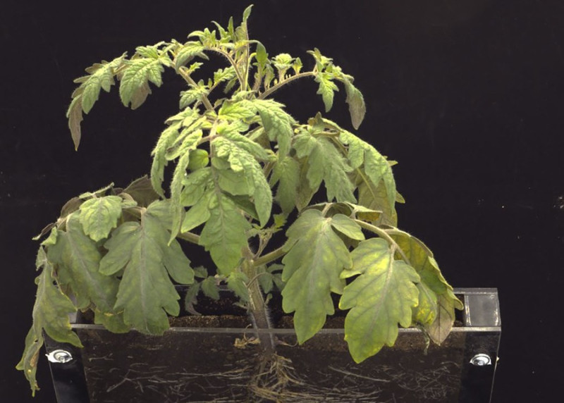 Imagen de un rizotrón.