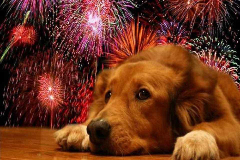 Perro perturbado por los fuegos artificiales.