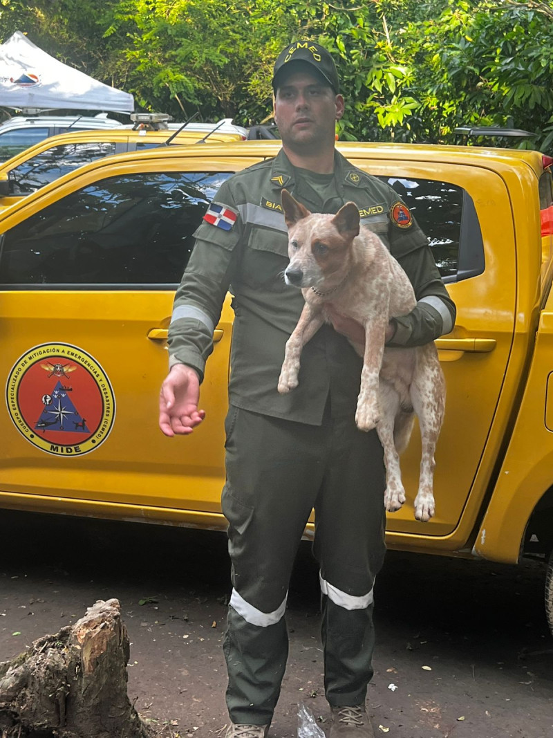 Cheeto, es un boyero o ganadero australiano de tres años.