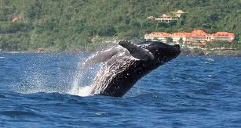 Ballena jorobada