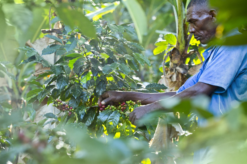 Productor de ca en una zona piloto de La Descubierta, provincia Indepedencia.