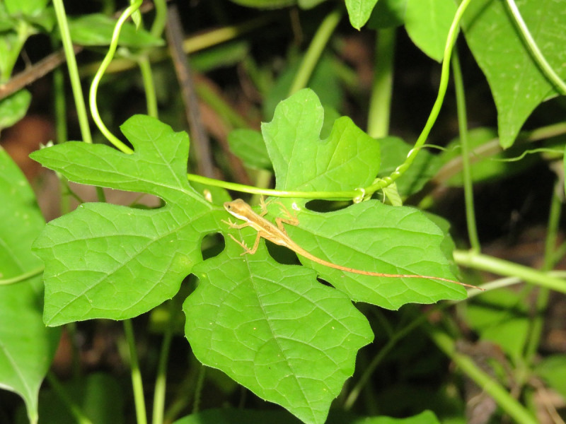 Anolis christophei, especie endémica de La Española captada en una zona del proyecto