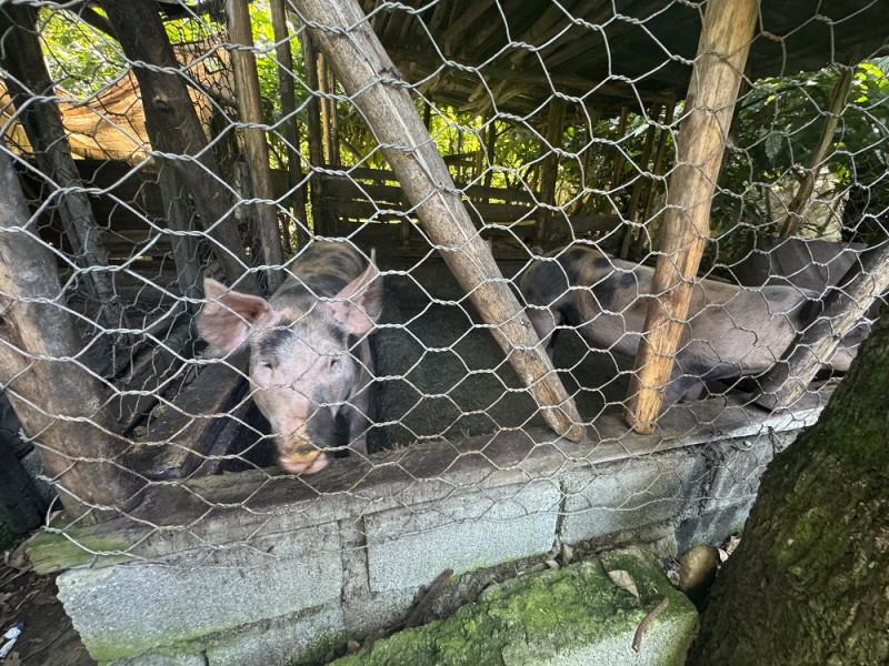 En la ribera de este río se han construido casuchas, pocilgas y conucos.