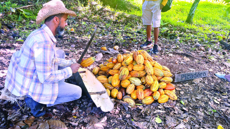 Además de la producción de cacao, la familia elabora productos exclusivos como vino de cacao, licor, mamajuana de cacao