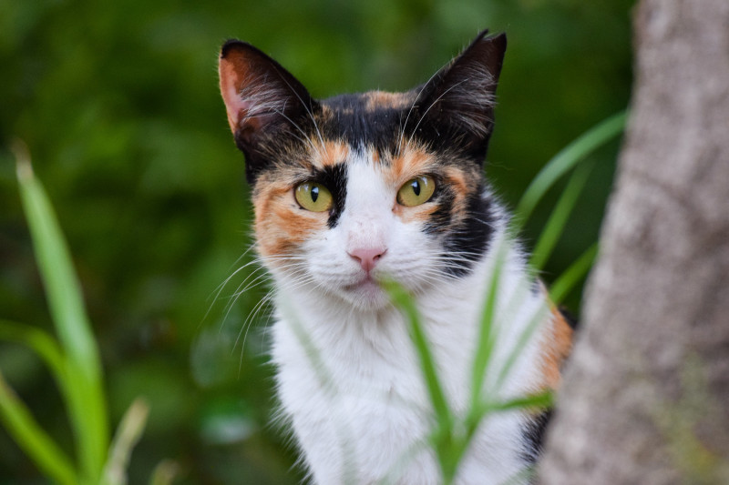 Mediante la estabilización de colonias, se logró reducir significativamente los conflictos en zonas residenciales.