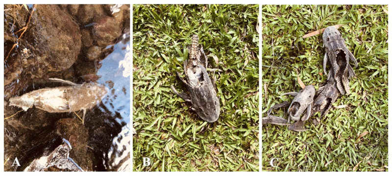 Restos de la cabeza y el vientre de ocho ejemplares de esta especie fueron encontrados en Caño Frío, San Cristóbal.