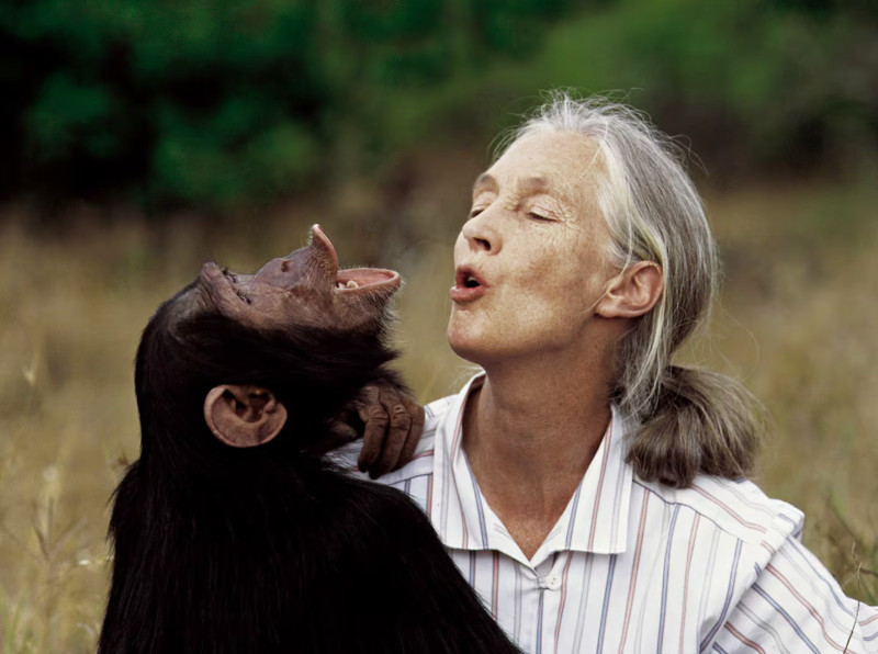Hace unas décadas, "Jane Goodall descubrió que los chimpancés fabricaban herramientas, lo que llevó a cambiar la definición de lo que significa ser humano.