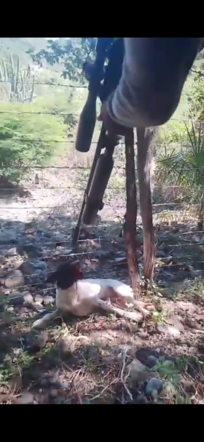 La imagen muestra a uno de los implicados apuntándole con una arma de fuego al animal.