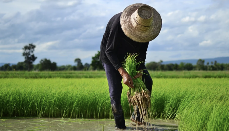 El gobierno cortó los financiamientos a los productores y se los dio a los importadores, a quienes además, les eliminó los aranceles.