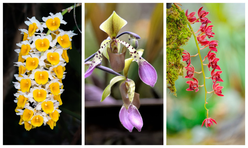 Este año se celebra la versión número 53 de la exposición de orquídeas y el número 43 del concurso nacional.