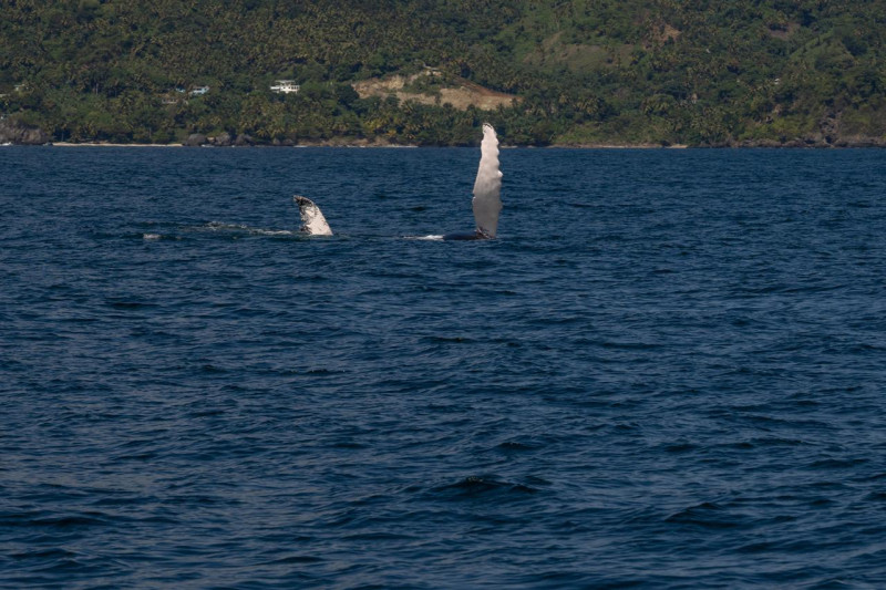 Aleta de una ballena jorobada