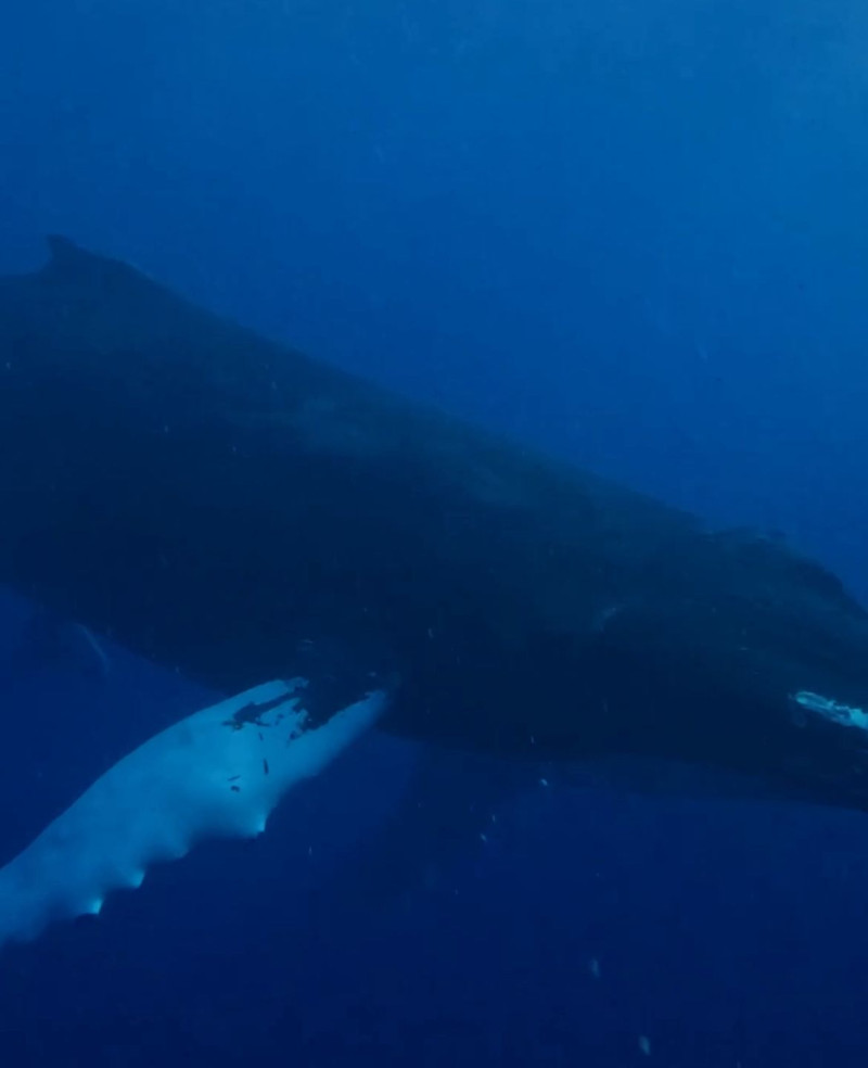 Ballenas jorobadas en la Bahía de Samaná