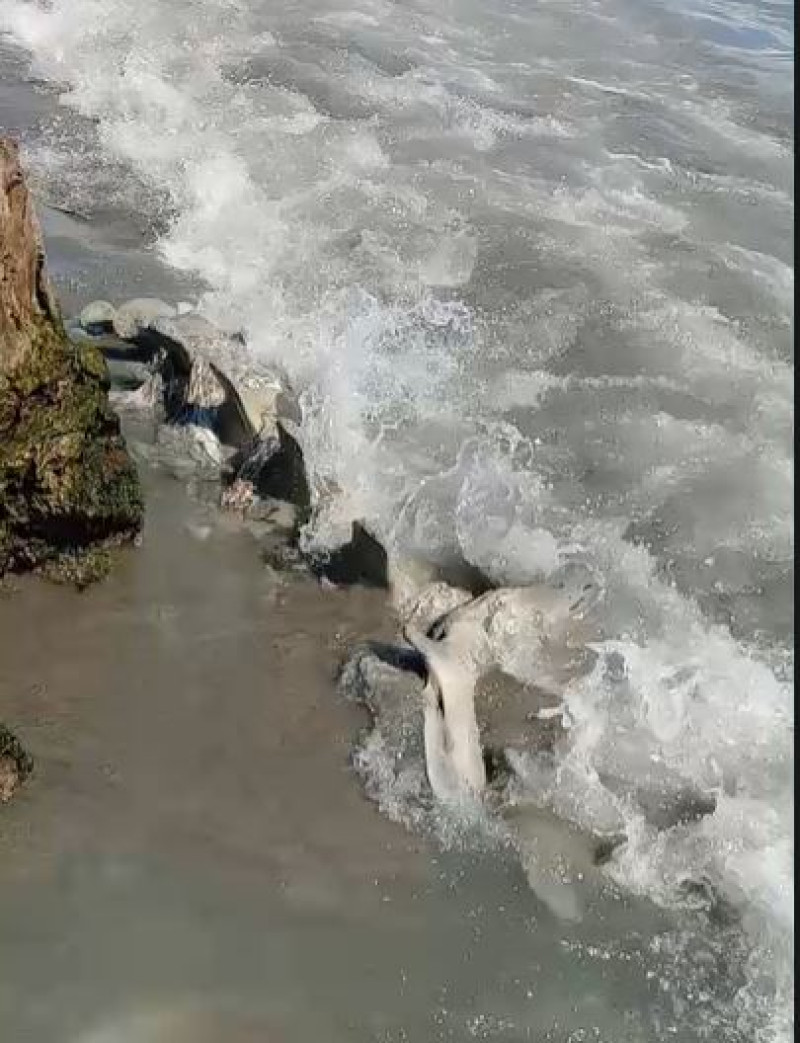 Desembocadura del Yaque del Sur en San Juan