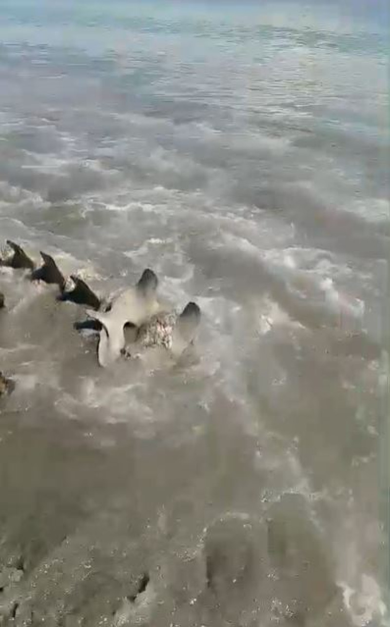 Desembocadura del Yaque del Sur