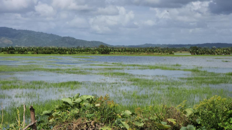 Miles de tareas quedaron inundadas por las copiosas lluvias.