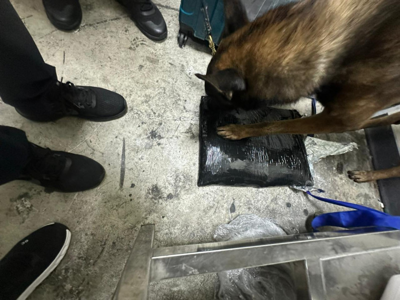 Inspección de las sustancias de las unidades caninas