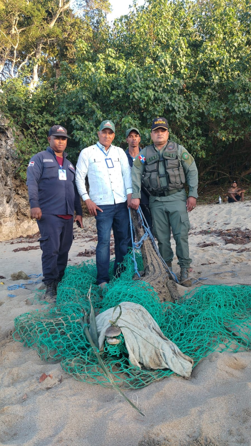 Capturan Cocodrilo americano que había escapado en Puerto Plata.