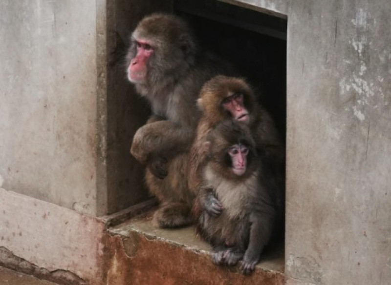 Punch, a la derecha, se sienta con otros monos en el parque zoológico de la ciudad de Ichikawa, en la ciudad vecina al este de Tokio, el martes 3 de marzo de 2026.