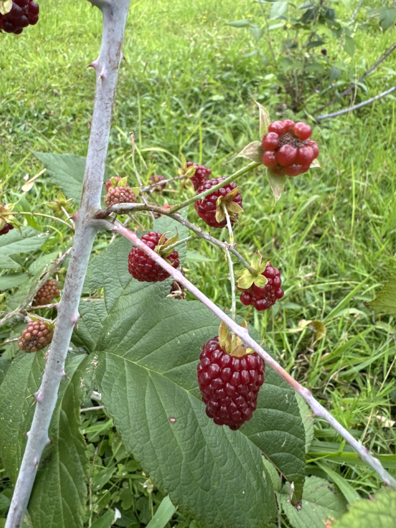 Un viaje por las frutas de Colombia: una cata llena de descubrimientos