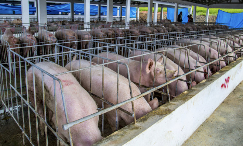 La plataforma digital detectará y reducirá la propagación de la preste porcina en granjas y otras enfermedades en animales.