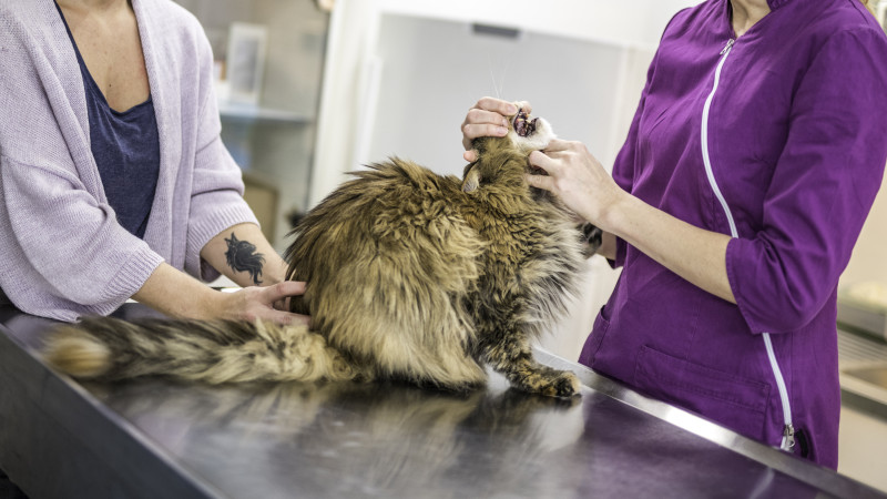 Las mayores oportunidades laborales se concentran en el sector público y en las zonas rurales
