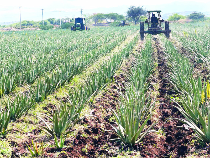 En Guayubín se cultiva un imperio verde de 35,000 tareas que desafía la sequía.