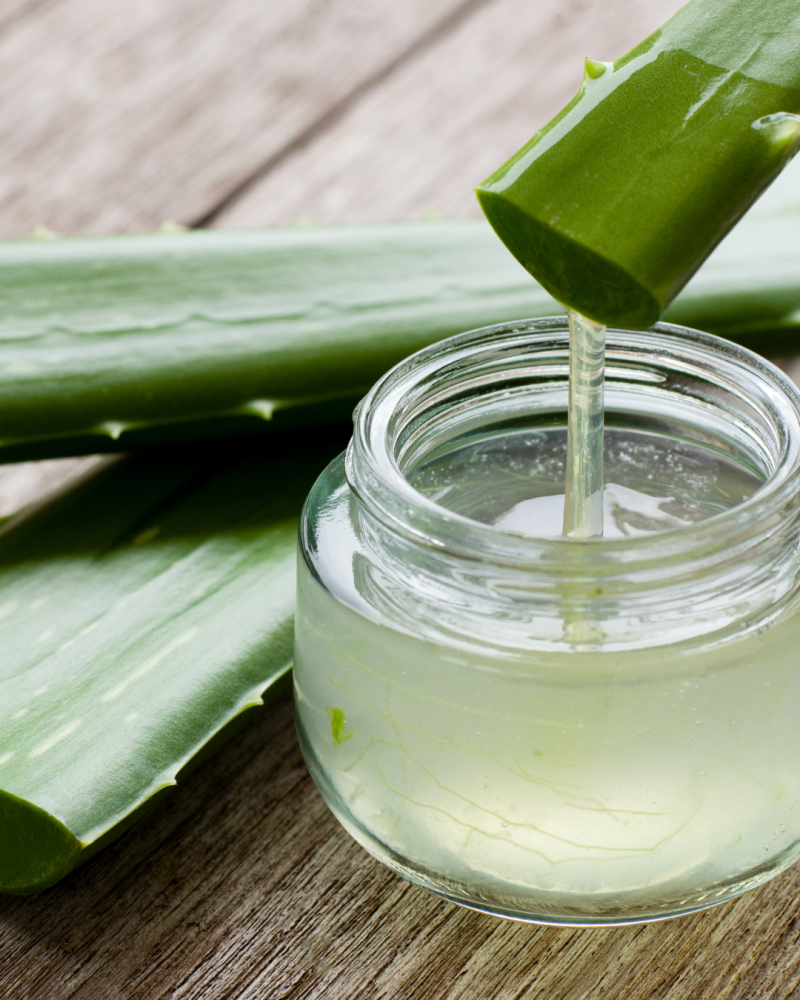 Imagen ilustrativa de dos pencas de sábilas.