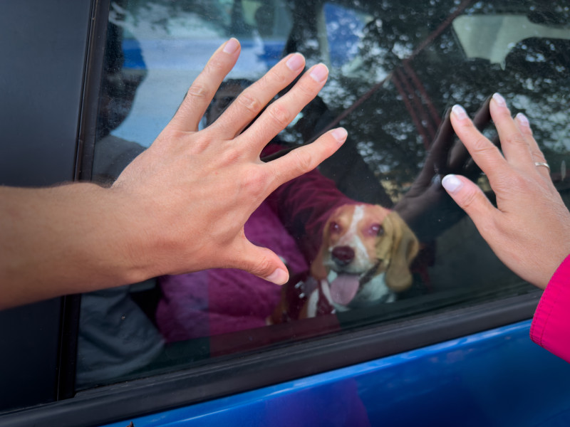 La tenencia irresponsable está sujeta a sanciones.