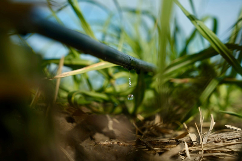 El riego por goteo y fertirriego ha permitido incrementos de productividad cercanos al 40%.