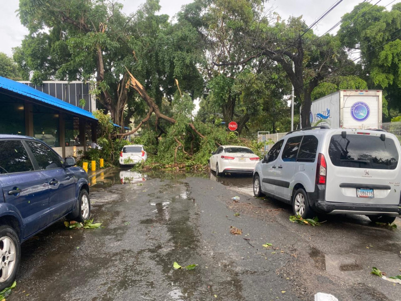 En la imagen se evidencia el árbol caído en el sector Gazcue.
