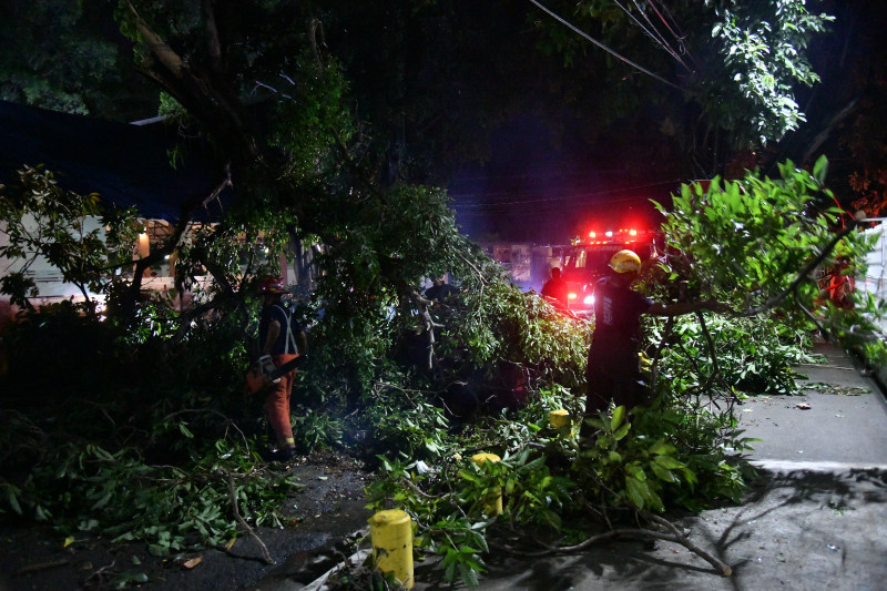 Mientras cortaban los árboles, choferes de los camiones ayudaban con las luces de los vehículos, para iluminar las calles que se encuentran a oscuras.