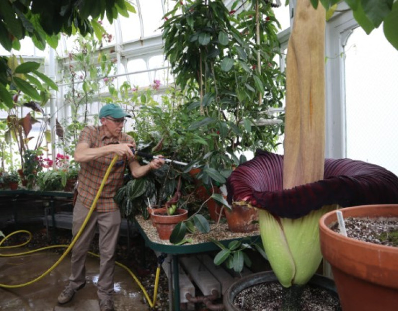 Tom Clark, director del invernadero y curador del jardín botánico del Mount Holyoke College, riega las plantas cerca de la flor cadáver.