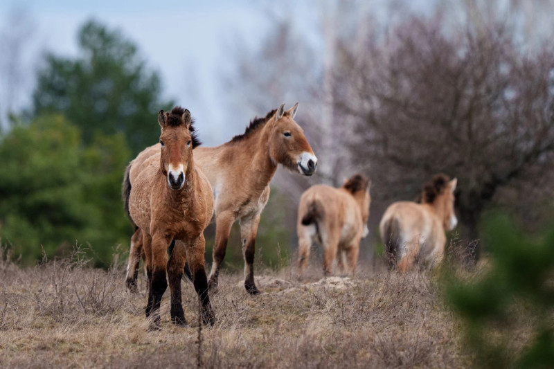 Caballos Przewalski salvajes en un bosque en la zona de exclusión de Chernóbil.