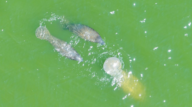 El manatí antillano o manatí del Caribe (Trichechus manatus) es la especie símbolo del santuario.