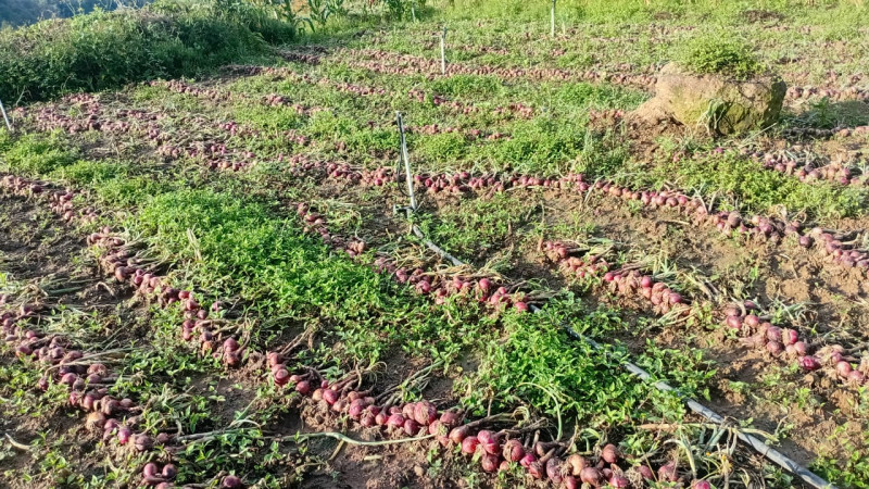 Cosechas de cebolla en San José de Ocoa.