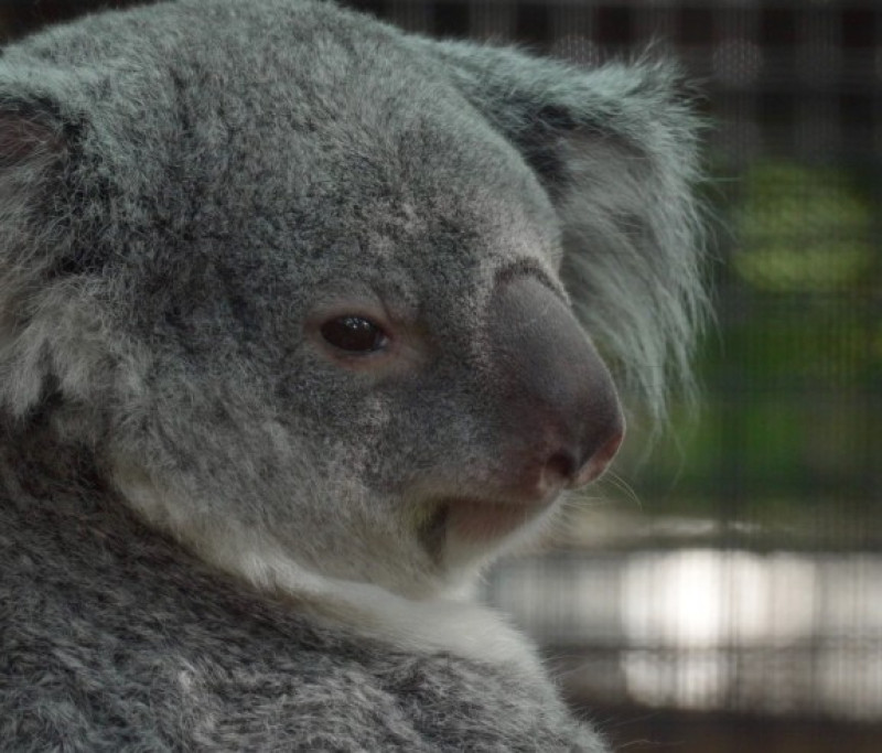 Una koala llamada Ellin se encuentra dentro de su hábitat en la Sociedad de Conservación del Zoológico de Palm Beach en West Palm Beach, Florida.