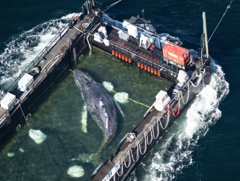 La ballena jorobada recuperada de una bahía, siendo transportada hacia el Mar del Norte en un buque de carga inundado justo antes de la frontera danesa en Fehmarn, Alemania.