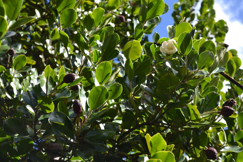 Magnolias en República Dominicana.