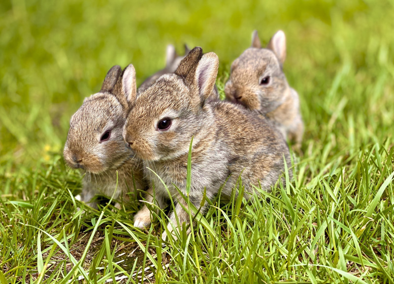 Conejos