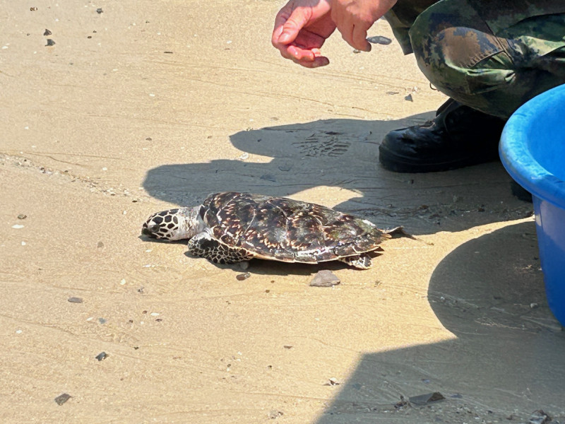 Liberación de tortugas verdes en la Reserva de la Marina Real de Tailandia.