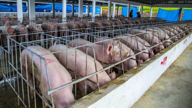 La fiebre porcina ha debilitado la producción de cerdos y compromete la soberanía alimentaria, afirman porcicultores en la región del Cibao.