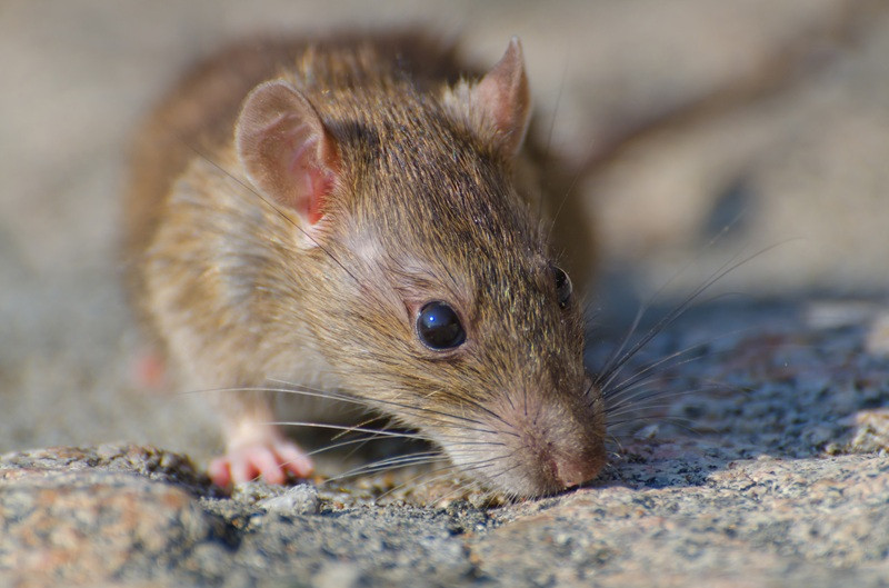 Los hantavirus son una familia de virus que afecta fundamentalmente a los roedores.