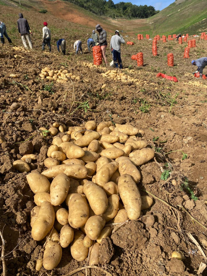 Gobierno comprará papas de Constanza y Tireo.