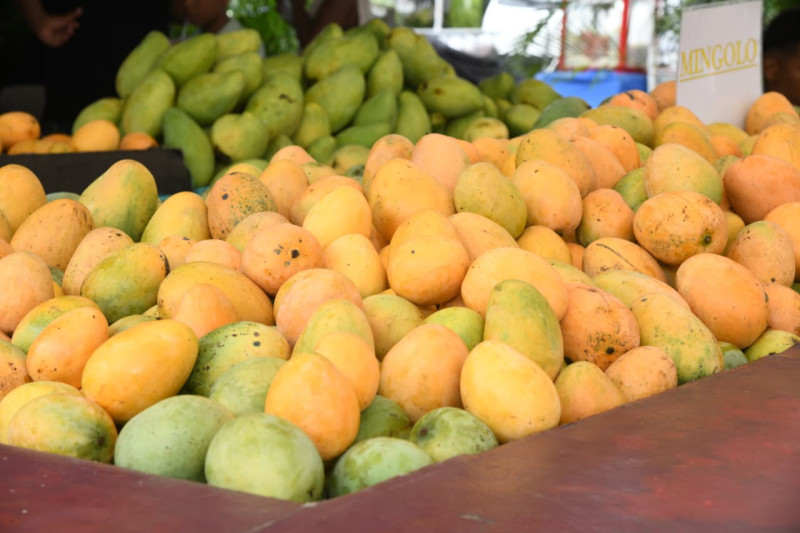 El mango Mingolo es el más destacado y vendido en la Expo Feria del Mango en Baní.