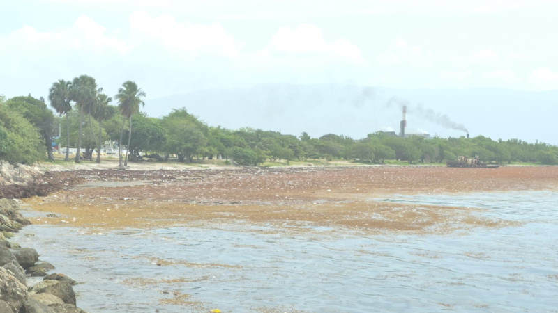 Sargazo en costa de Barahona.