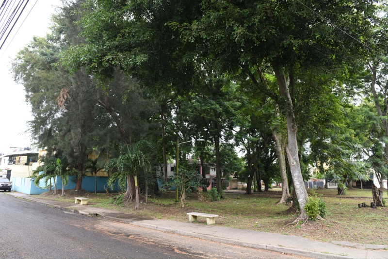 Inclinación de los árboles afecta a tres viviendas frente al Parque Los Molinos.