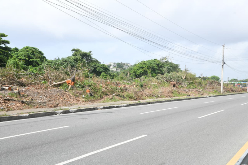 Corte masivo de árboles camino al peaje de la autopista 6 de Noviembre.