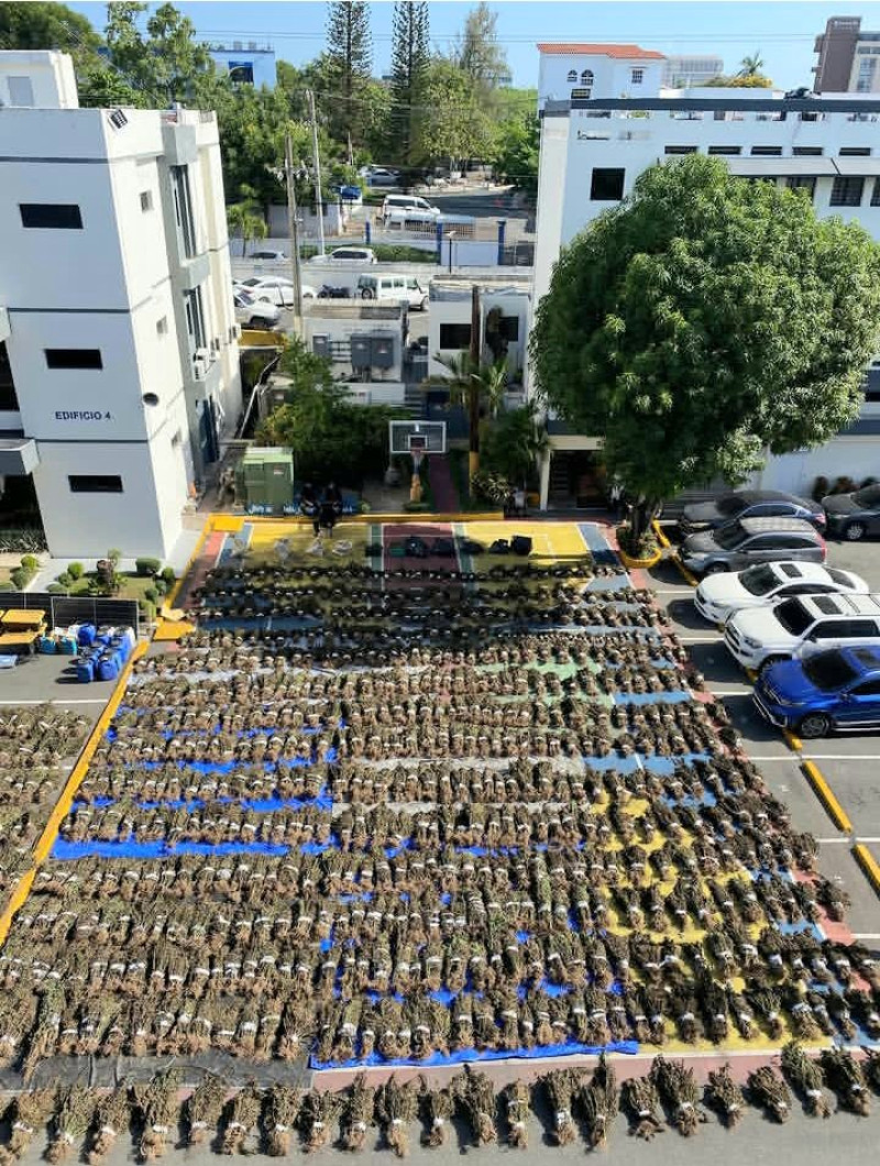 Las 15 mil matas de marihuana ocupadas por la Dirección Nacional de Control de Drogas (DNCD) en San José de Ocoa.