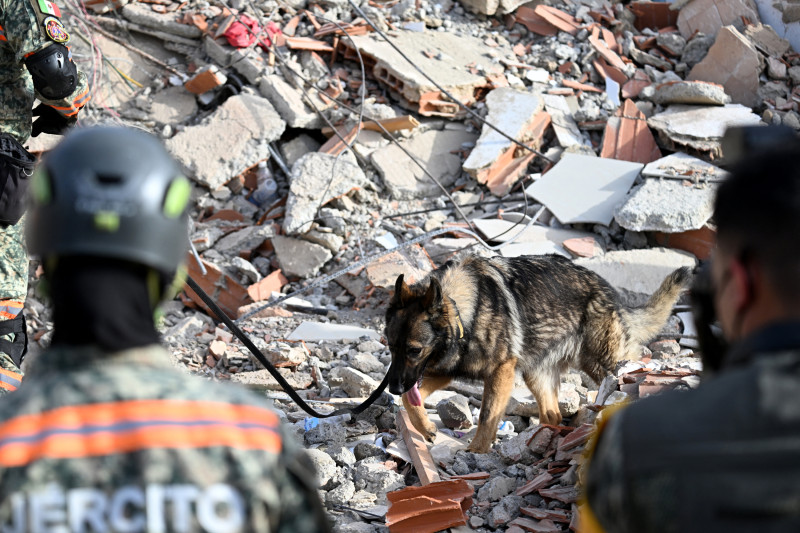 Miembros del ejército mexicano buscan posibles víctimas con un perro de rescate entre los escombros de un edificio derrumbado tras los terremotos ocurridos en Caraballeda, en el estado de La Guaira, Venezuela